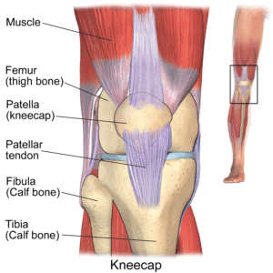 front knee patella